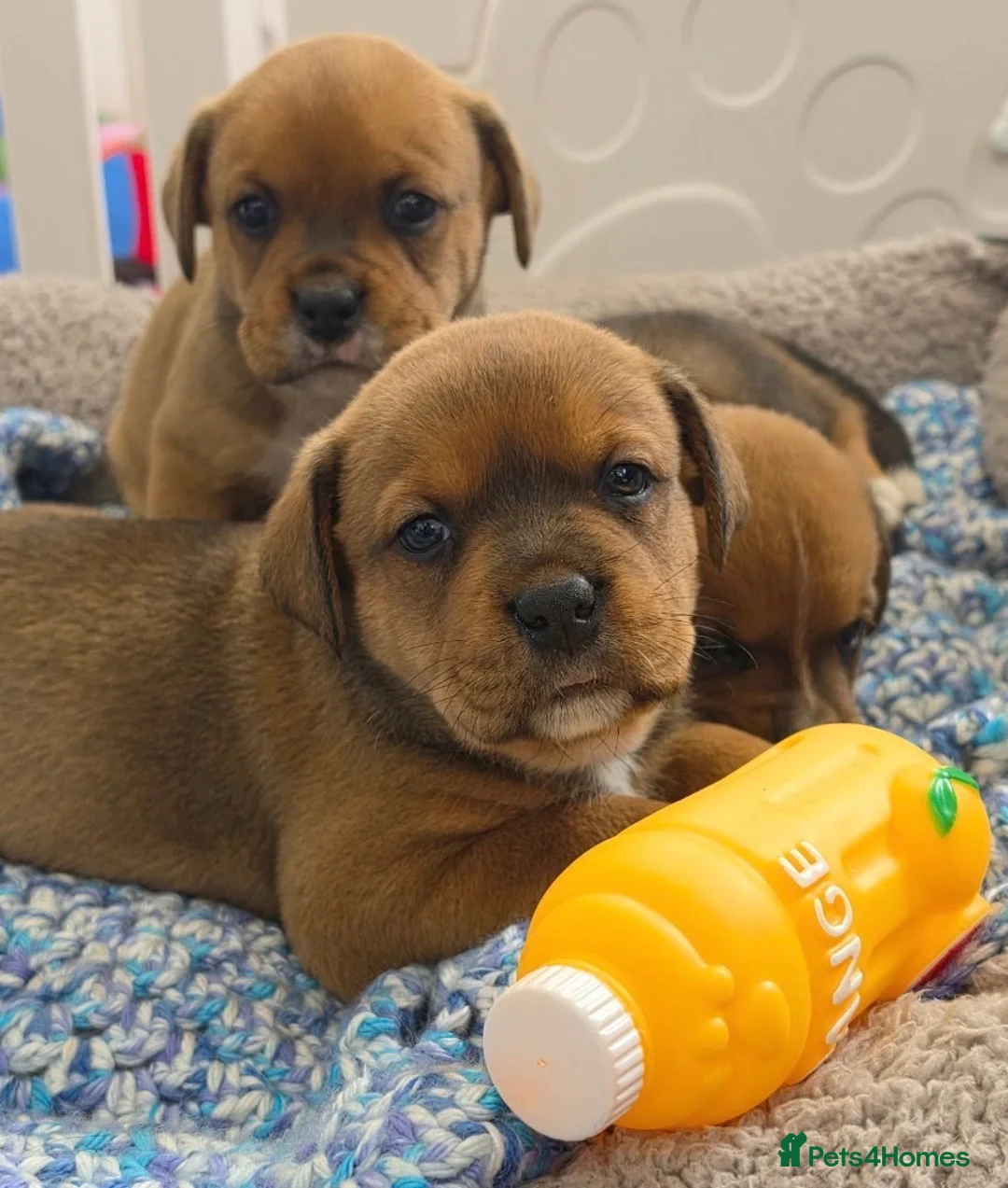 Mixed Breed dogs for sale: Boxer x Rottweiler. (Boxweiler) in Worcester - Advert 2