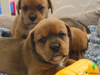 Mixed Breed dogs Boxer x Rottweiler. (Boxweiler) - Advert 6