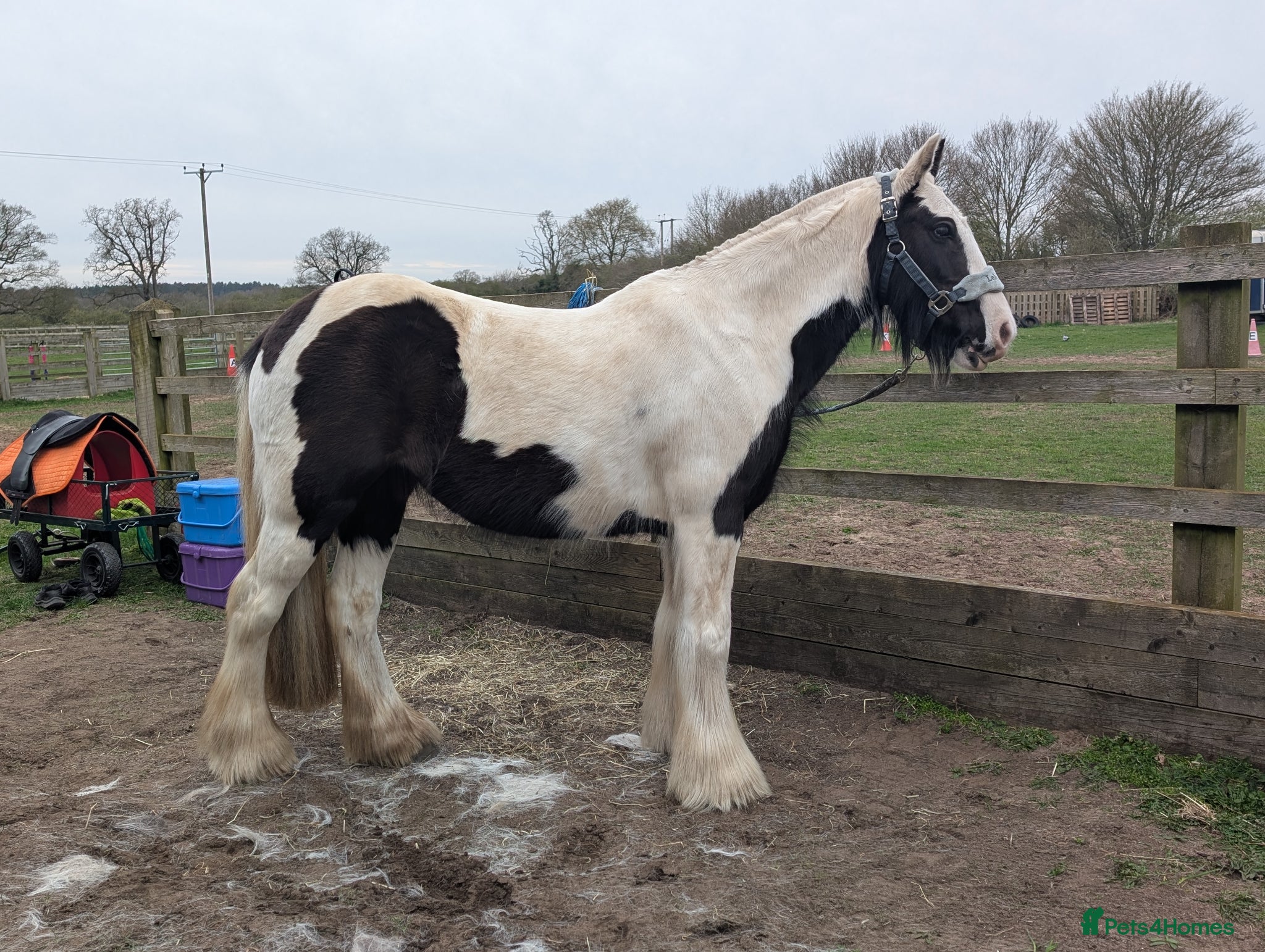 Irish Cob horses Willow 14hh cob mare  - Advert 3