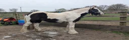 Irish Cob horses for sale: Willow 14hh cob mare  in Gainsborough - Advert 1