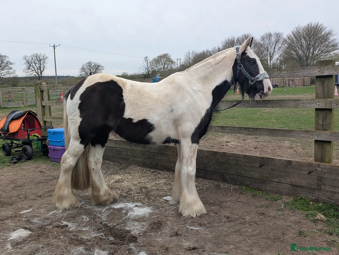 Irish Cob horses for sale: Willow 14hh cob mare  in Gainsborough - Advert 1