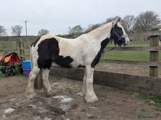 Irish Cob horses Willow 14hh cob mare - Advert 9
