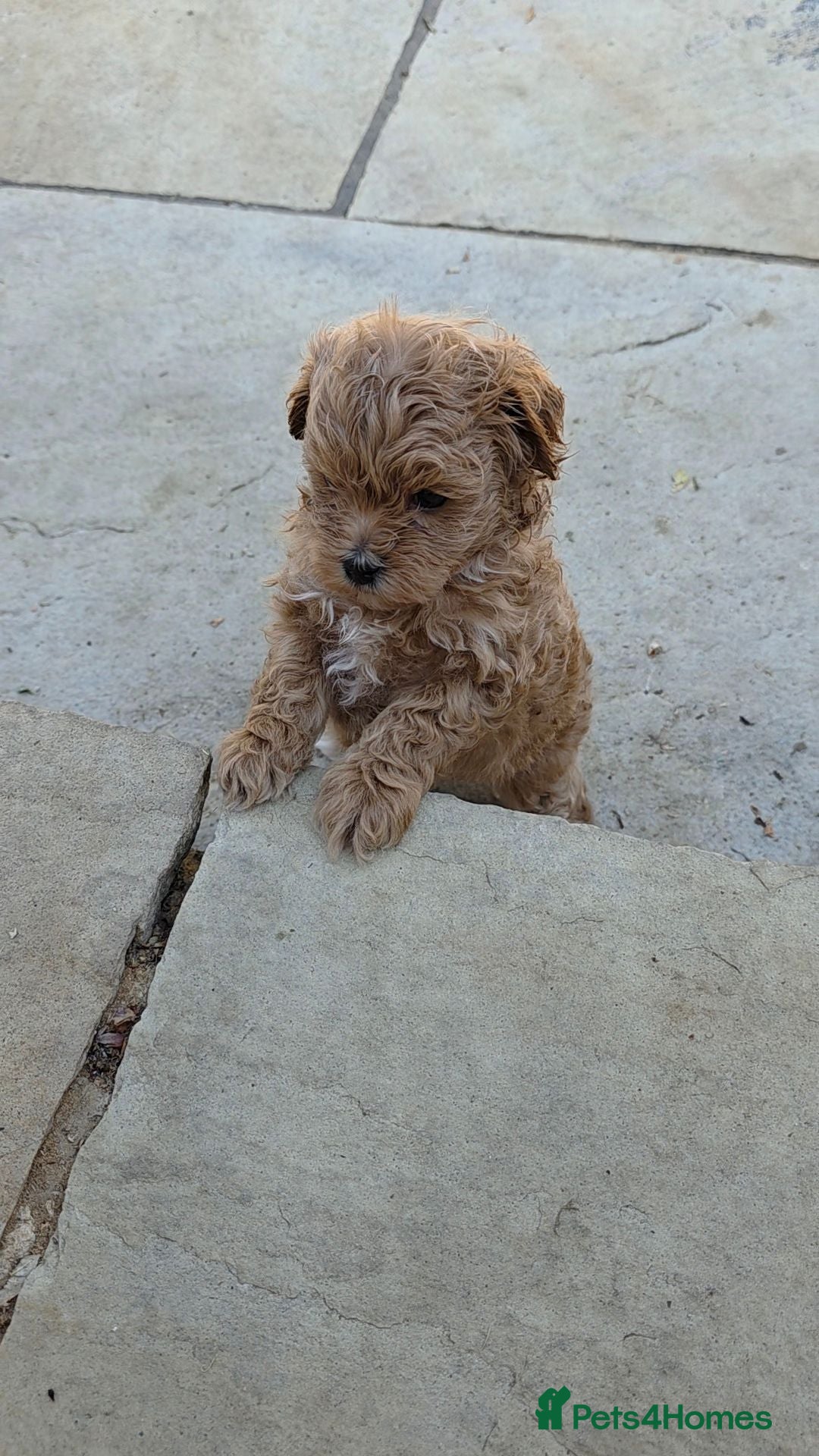 Maltipoo dogs READY TO LEAVE NOW Tiny Toy Maltipoo puppies 🐶 - Advert 17