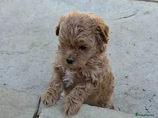 Maltipoo dogs READY TO LEAVE NOW Tiny Toy Maltipoo puppies 🐶 - Advert 17