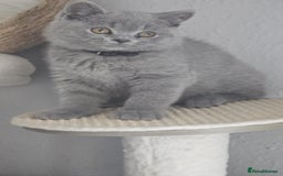 British Shorthair cats for sale: (READY NOW) Show Quality Champions 🥇🏆BSH GCCF - Image 22