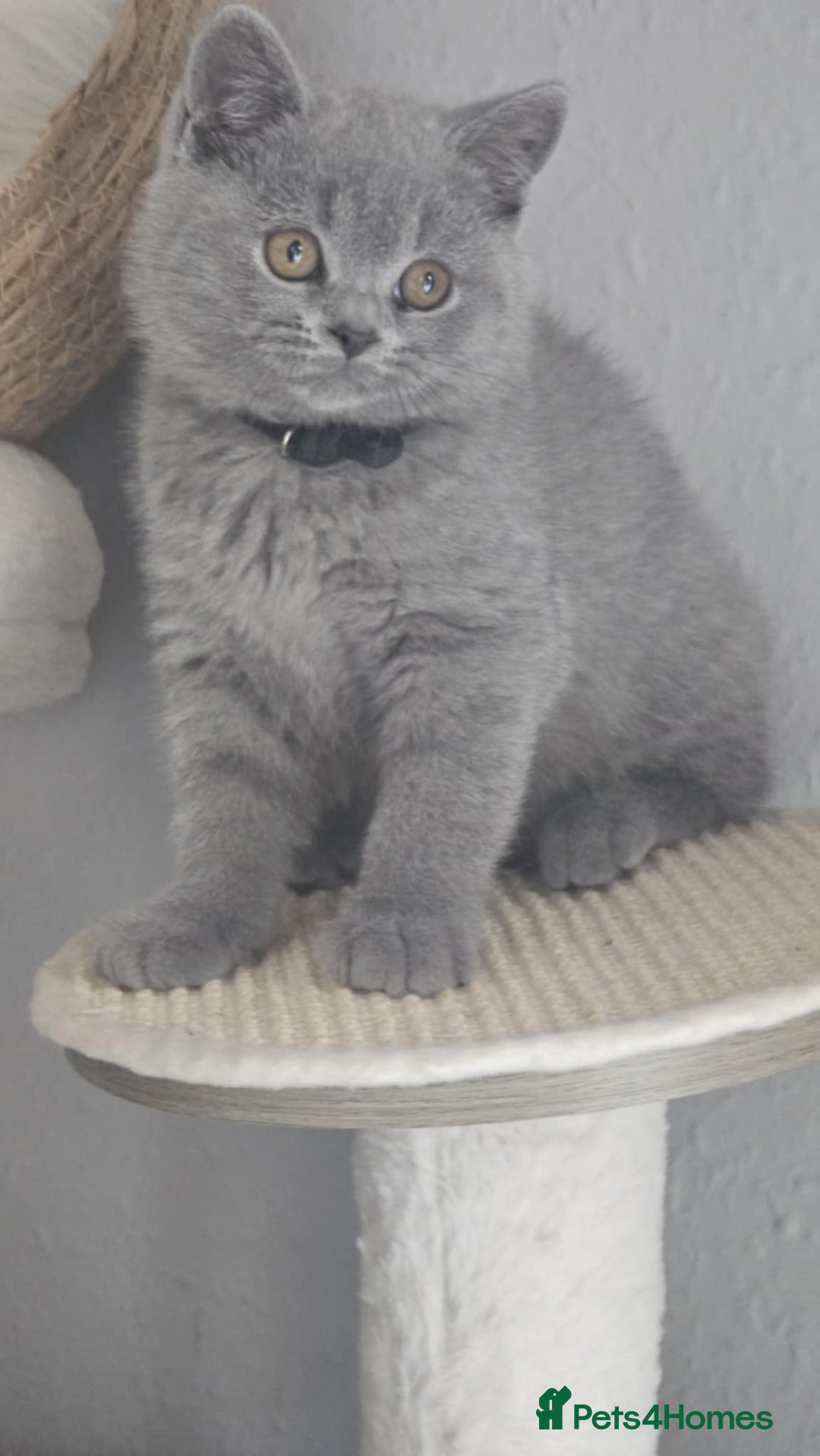 British Shorthair cats for sale: (READY NOW) Show Quality Champions 🥇🏆BSH GCCF - Image 22