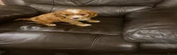 Cavapoo dogs for sale: Cavapoo puppies - Advert 5