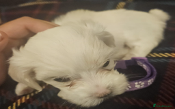 Maltese dogs for sale: 5 Male KC Maltese Puppies - Image 15