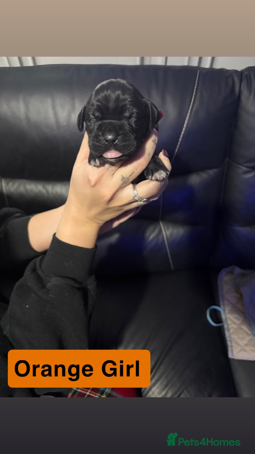 Cane Corso dogs for sale: 12 beautiful cane corso puppies 🐾 - Advert 7