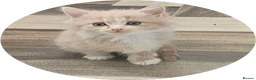 Mixed Breed cats for sale: Rare Diluted Kittens Ready For Their Forver Homes - Advert 7
