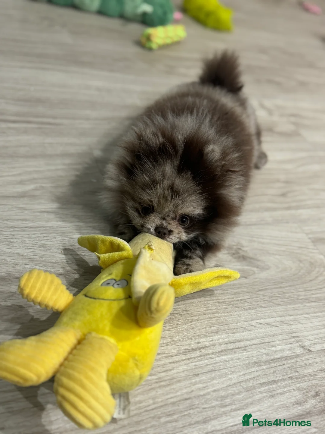 Pomeranian dogs for sale: Exotic Merle Pomeranian Puppy  Rare Colour, - Advert 5