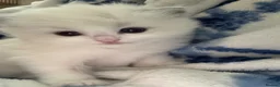 Ragdoll cats for sale: 🏆gccf ragdoll kitten-exceptional pedigree - Advert 19