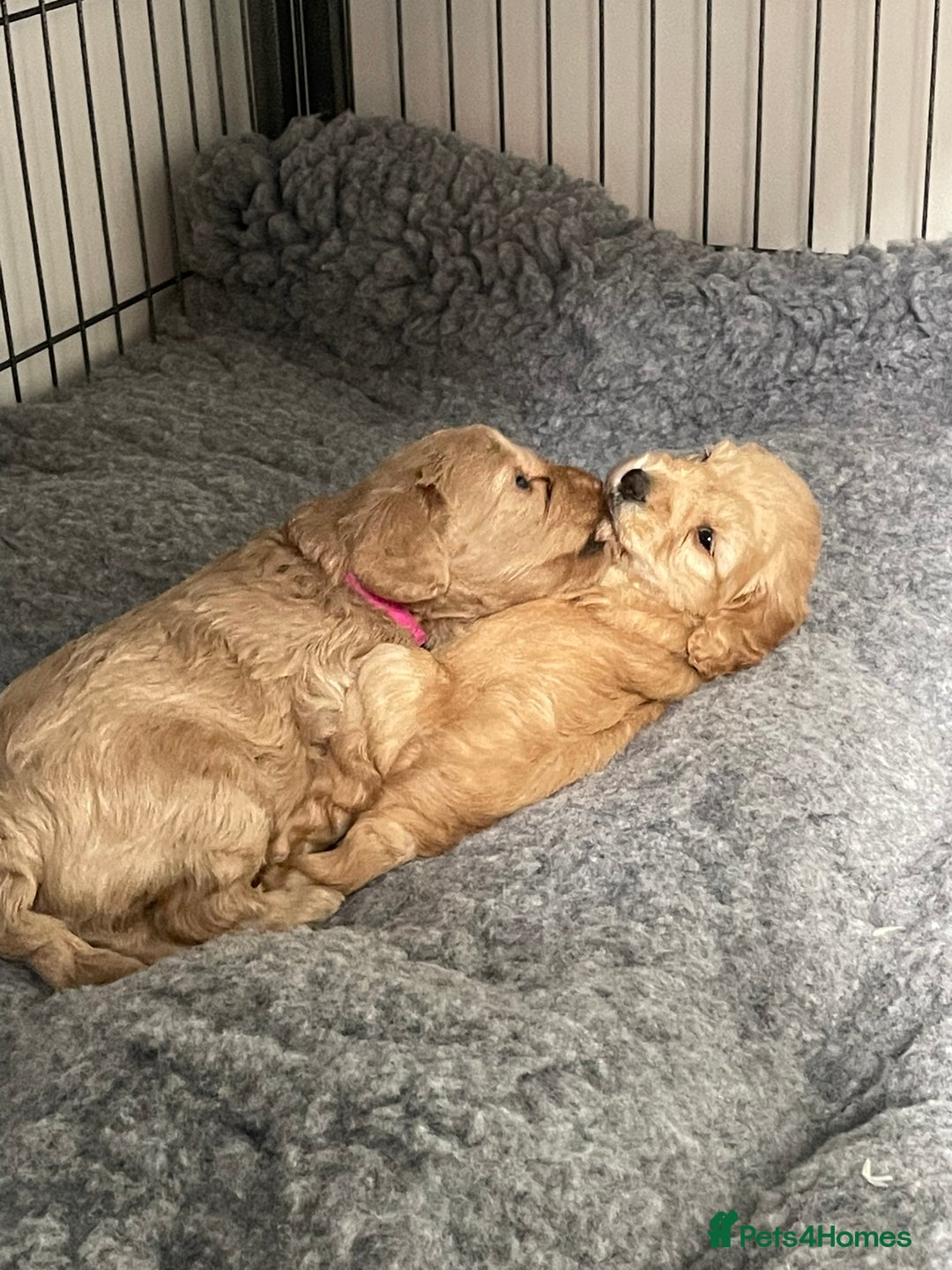 Cockapoo dogs for sale: One female cockapoo left from litter of 6 - Image 10