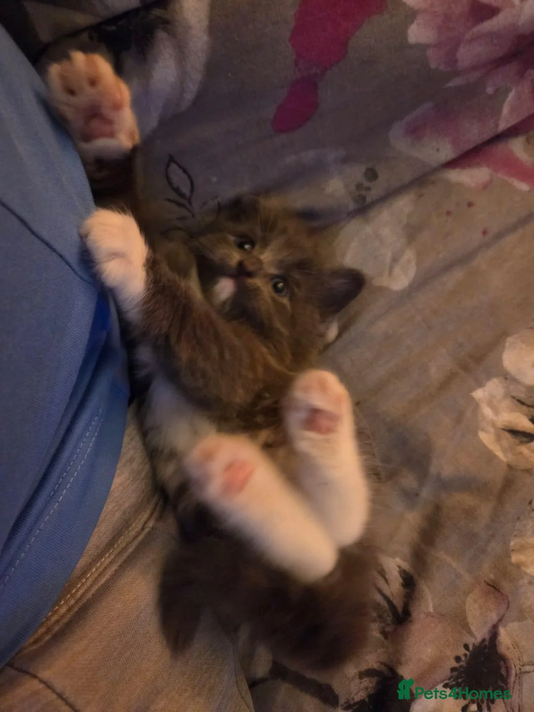 Mixed Breed cats for sale: Three grey/blue boys - Advert 2