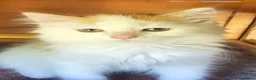Persian cats for sale: Lovley half perian  - Advert 3