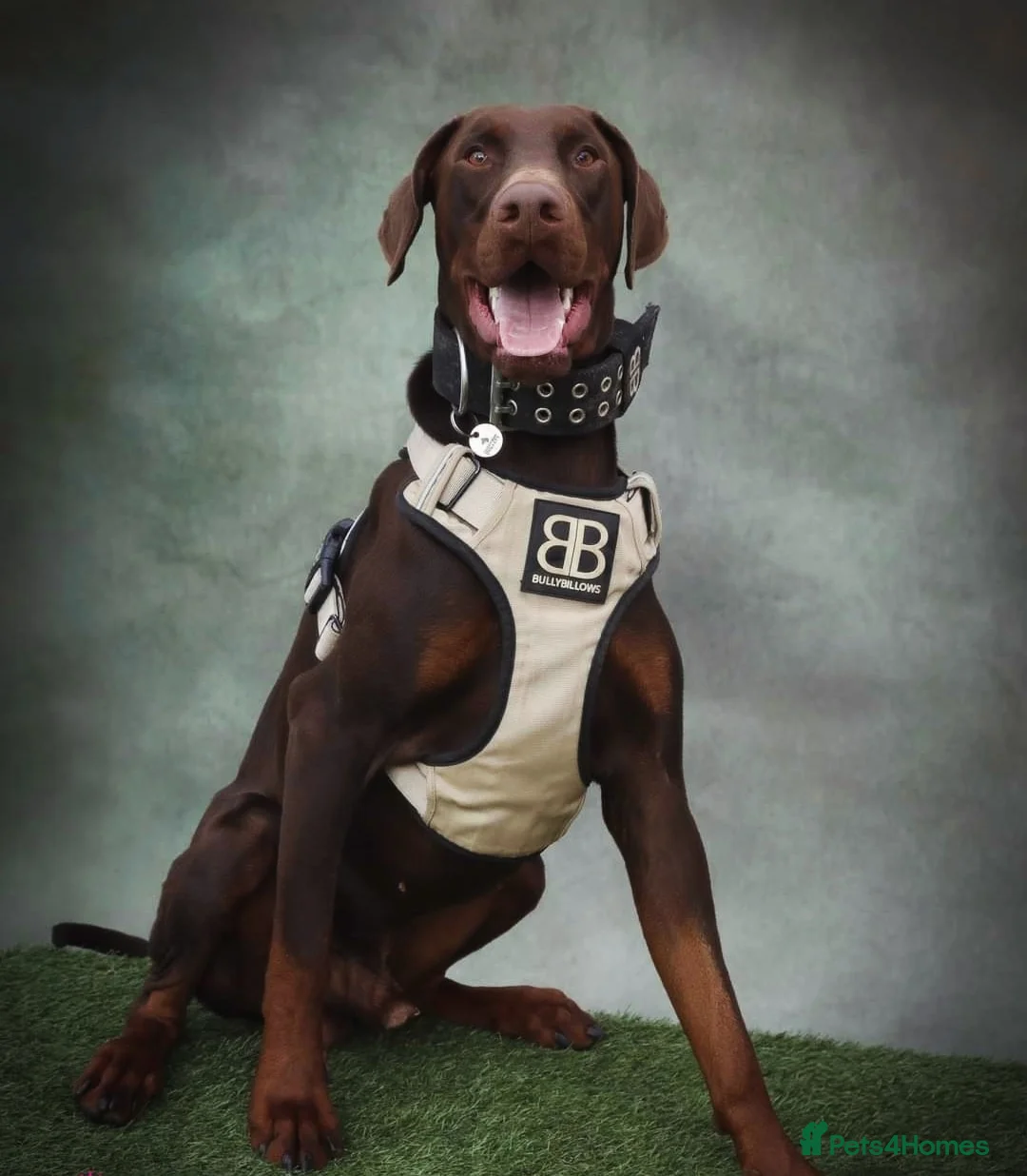 Dobermann dogs for stud: Proven chocolate and tan male for stud in Coventry - Advert 2