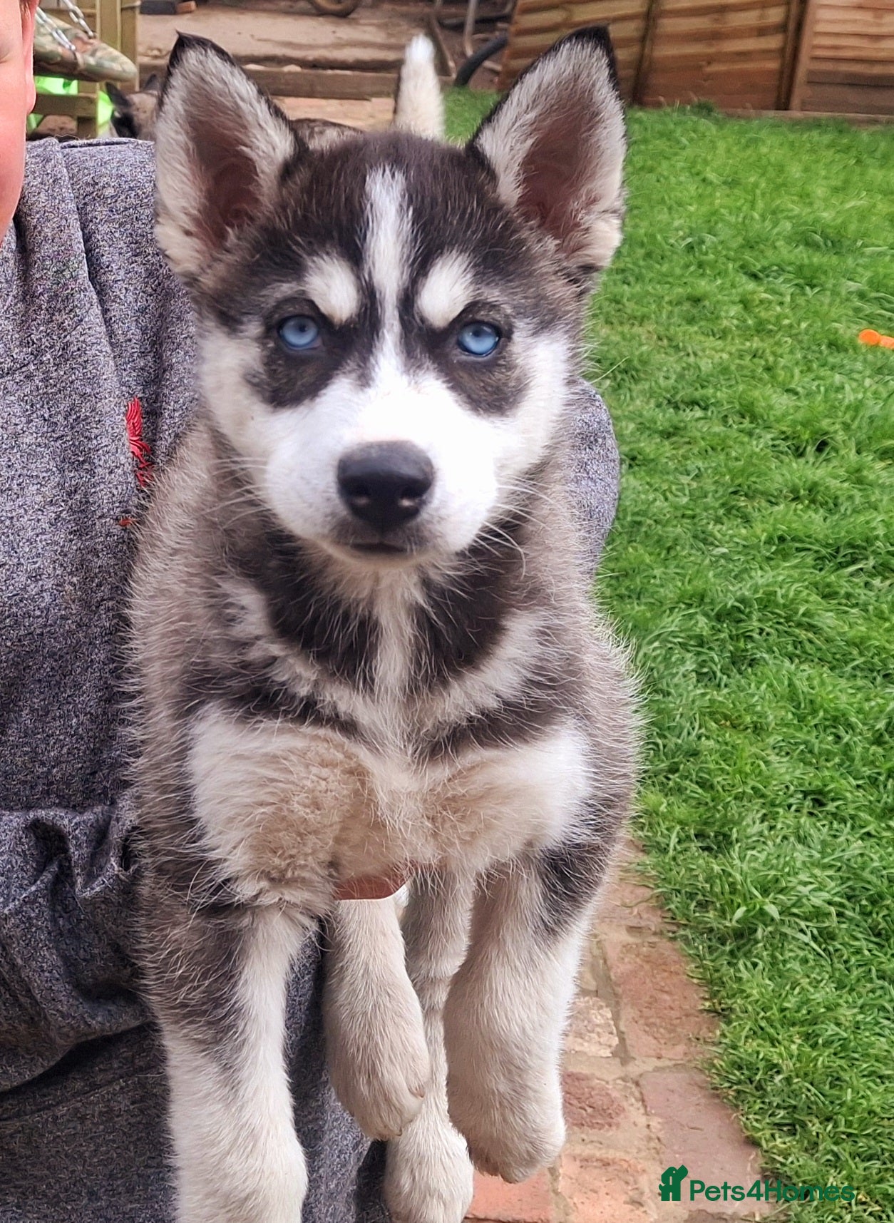 Pomsky dogs ❤️ 5 POMSKY PUPPIES READY NOW ❤️ - Advert 5