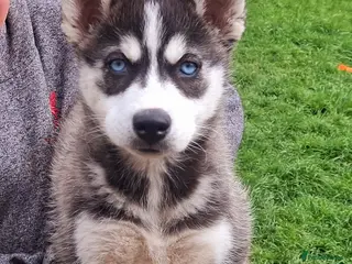 Pomsky dogs ❤️ 5 POMSKY PUPPIES READY NOW ❤️ - Advert 5