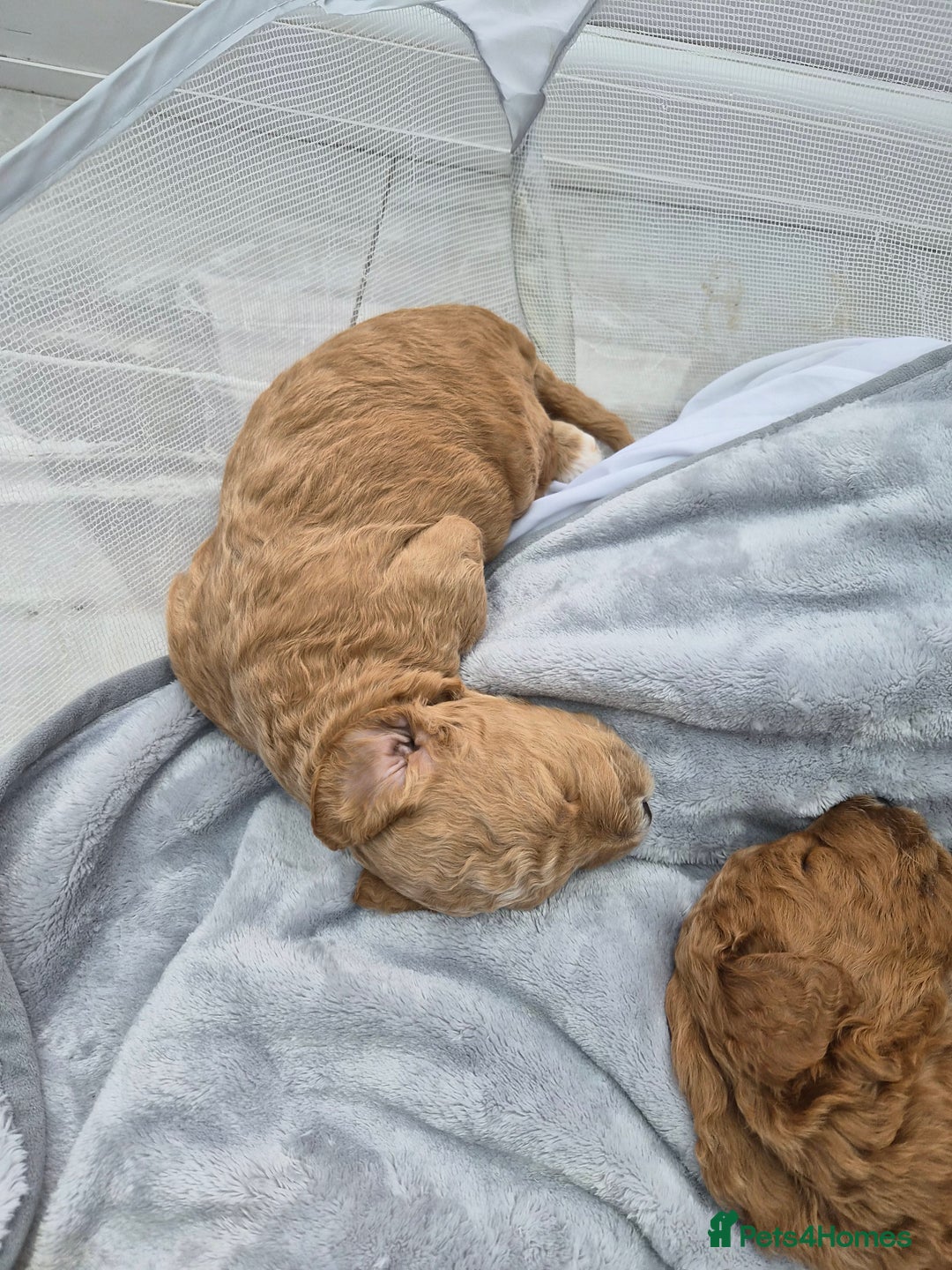 Labradoodle dogs for sale: Gorgeous Red Labradoodles- F3B - Advert 10