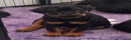 Rottweiler dogs for sale: ⭐️ Outstanding Rottweiler Puppies ⭐️ - Advert 1