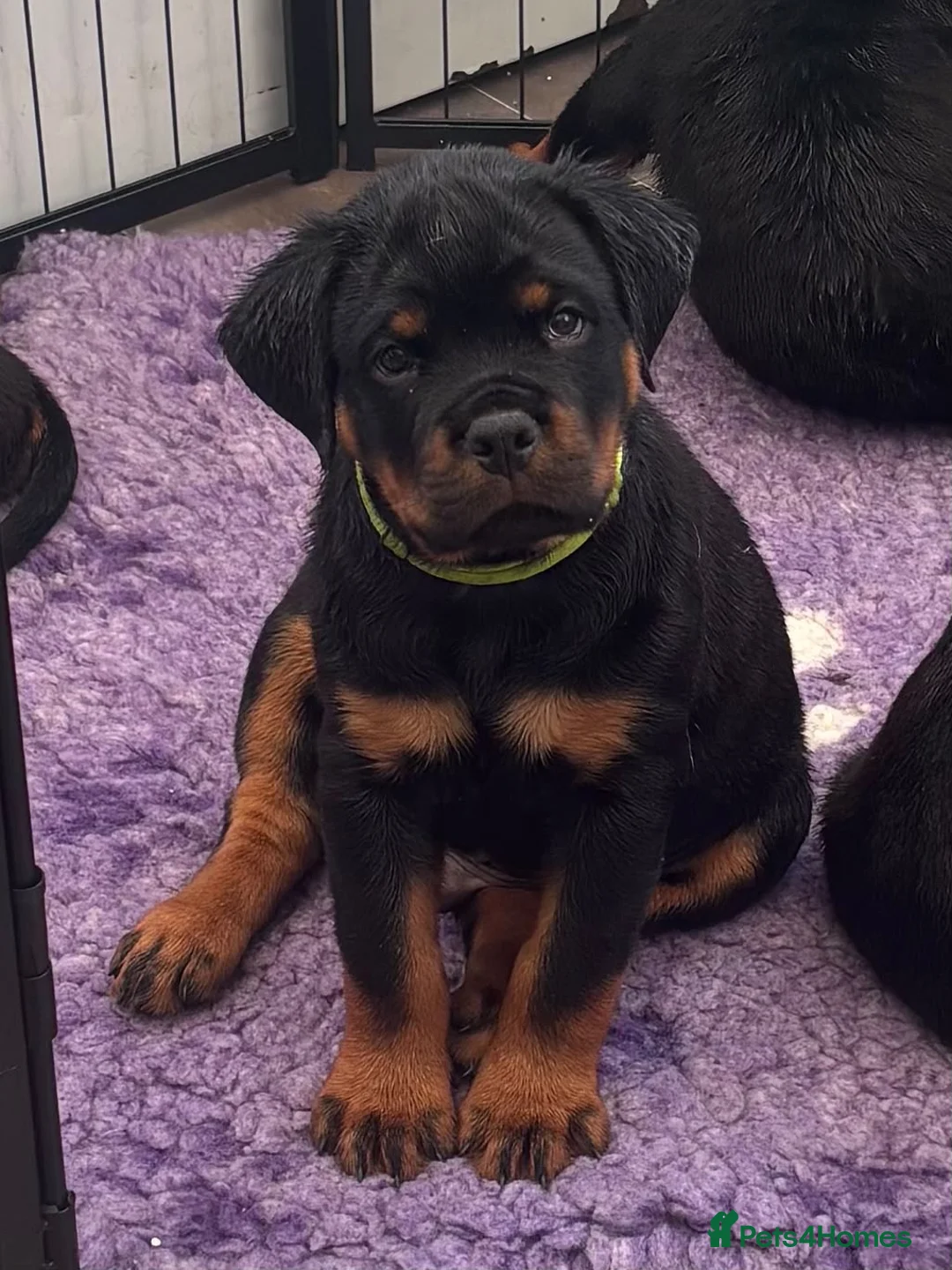 Rottweiler dogs for sale: ⭐️ Outstanding Rottweiler Puppies ⭐️ - Advert 1