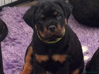 Rottweiler dogs ⭐️ Outstanding Rottweiler Puppies ⭐️ - Advert 13