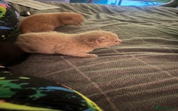 Domestic Shorthair cats for sale: 4 gorgeous kittens  - Image 18