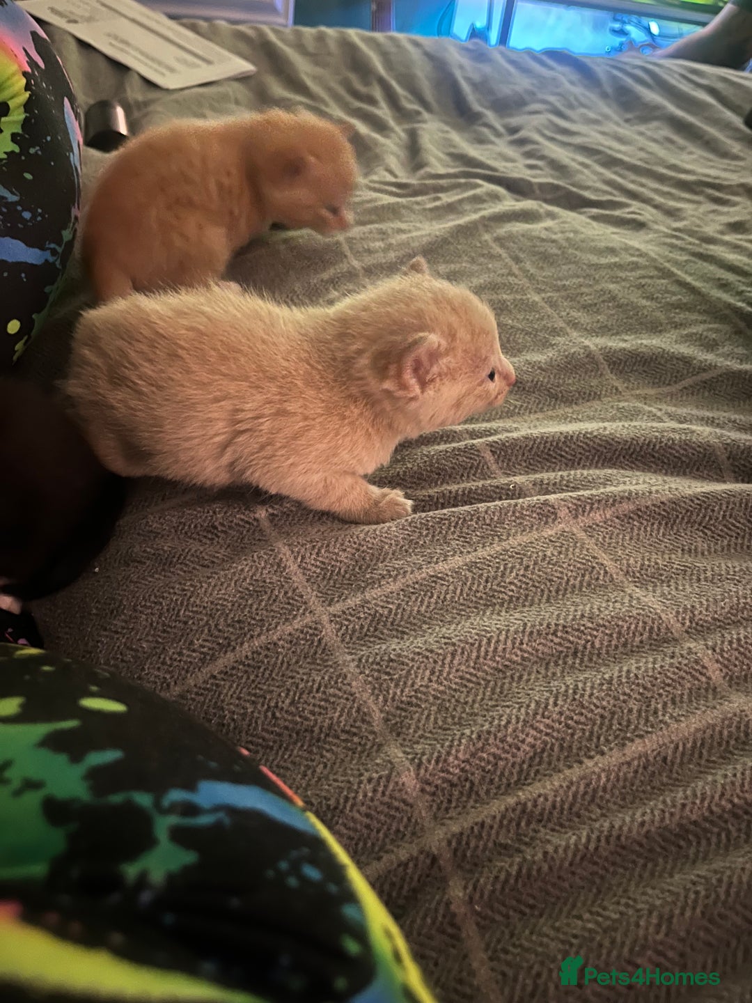 Domestic Shorthair cats for sale: 4 gorgeous kittens  - Image 18