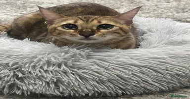 Bengal cats - Advert 7