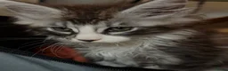 Maine Coon cats for sale: Maine Coon kittens XXL - Advert 8