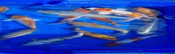 Koi Carp fish for sale: 8 to 10 inch Koi Pond Fish in Chorley - Advert 4