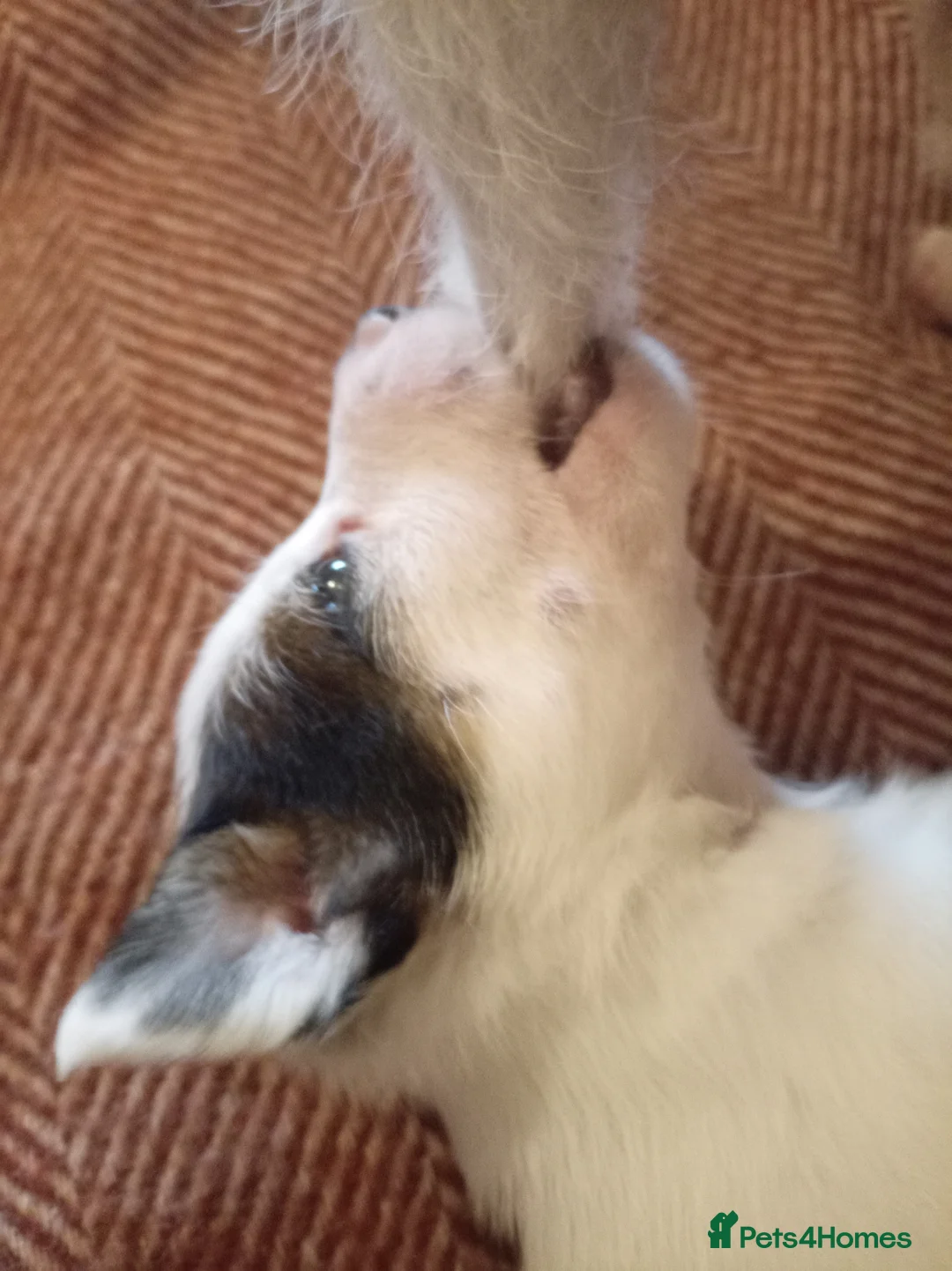 Jack Russell dogs for sale: Jack Russell puppies for sale  - Advert 7