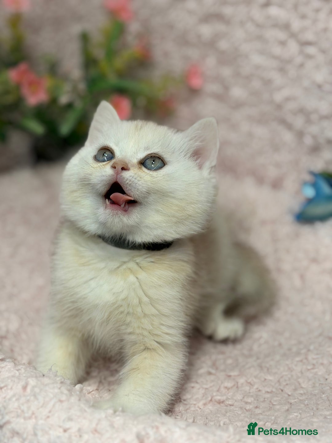 British Shorthair cats for sale: British shh golden, silver  GCCF kittens  - Advert 17