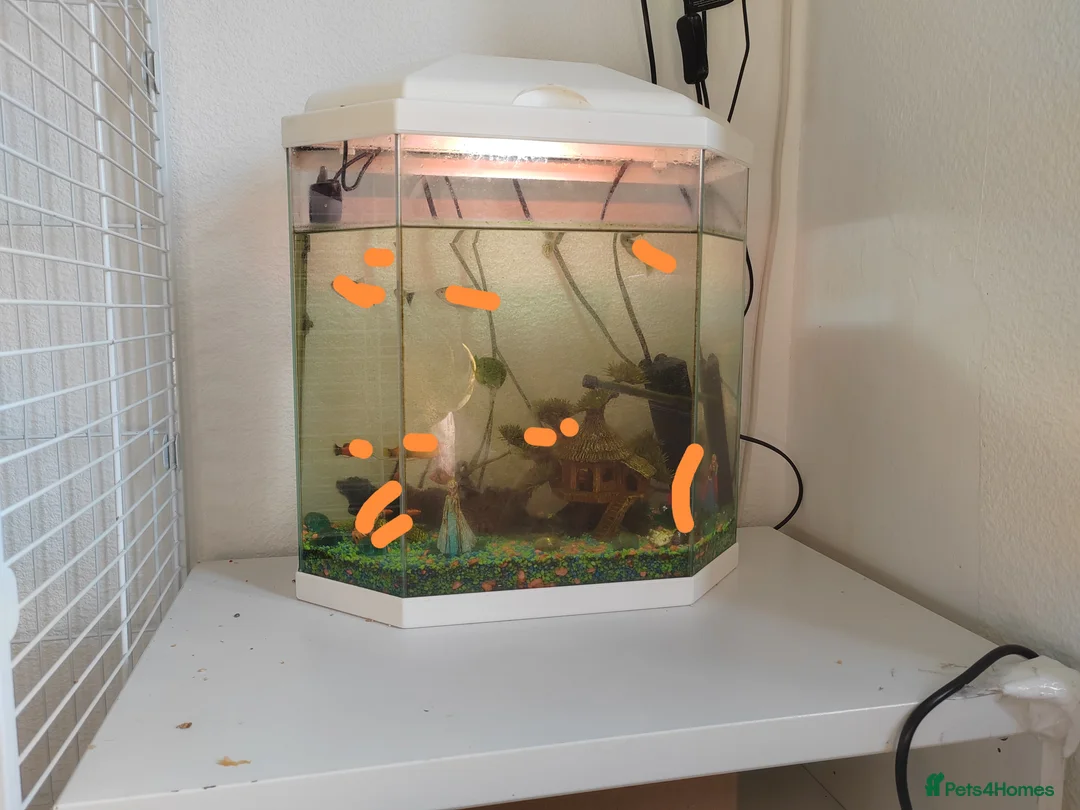 Finches birds for sale: Yellow male budgy - Advert 6