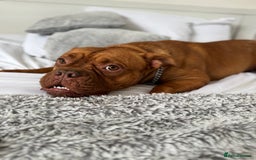 Dogue De Bordeaux dogs for sale: Dogue de Bordeaux female for rehoming  - Image 4