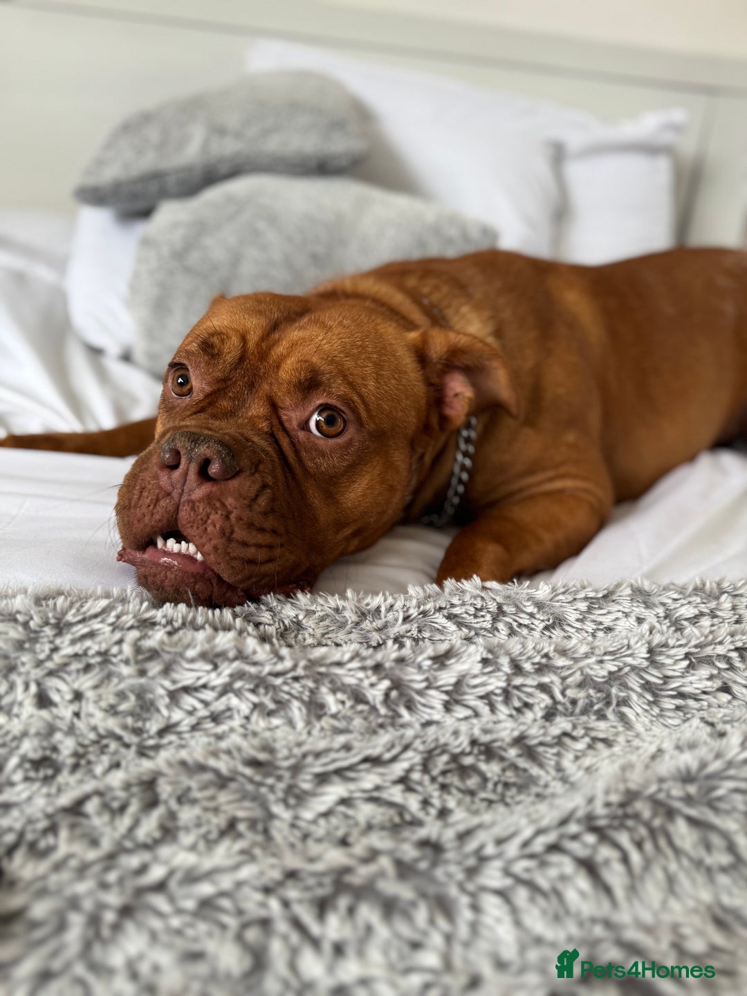 Dogue De Bordeaux dogs for sale: Dogue de Bordeaux female for rehoming  - Image 4