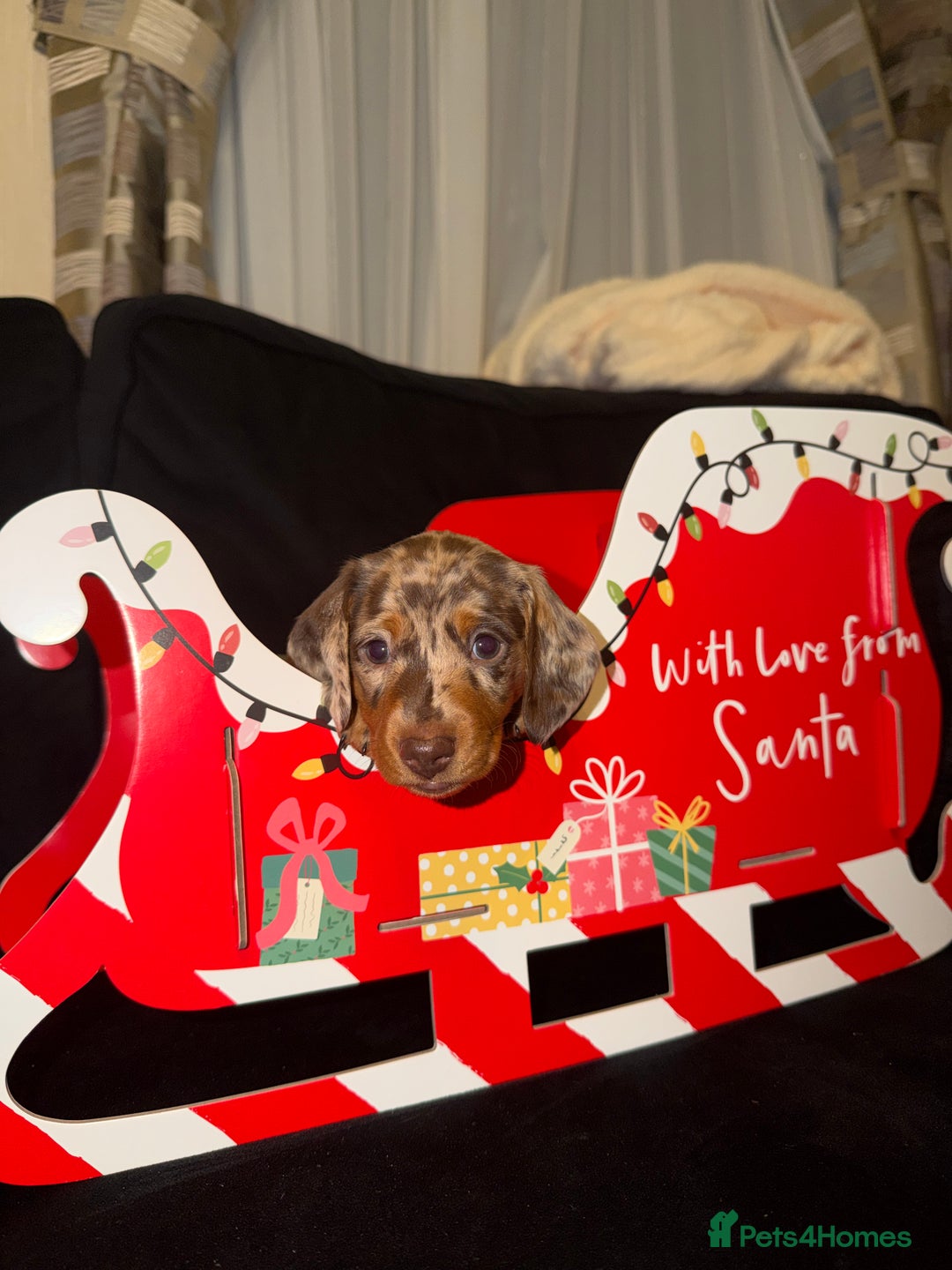 Miniature Dachshund dogs for sale: KC reg Miniature Dachshunds available 24thDecember - Advert 33