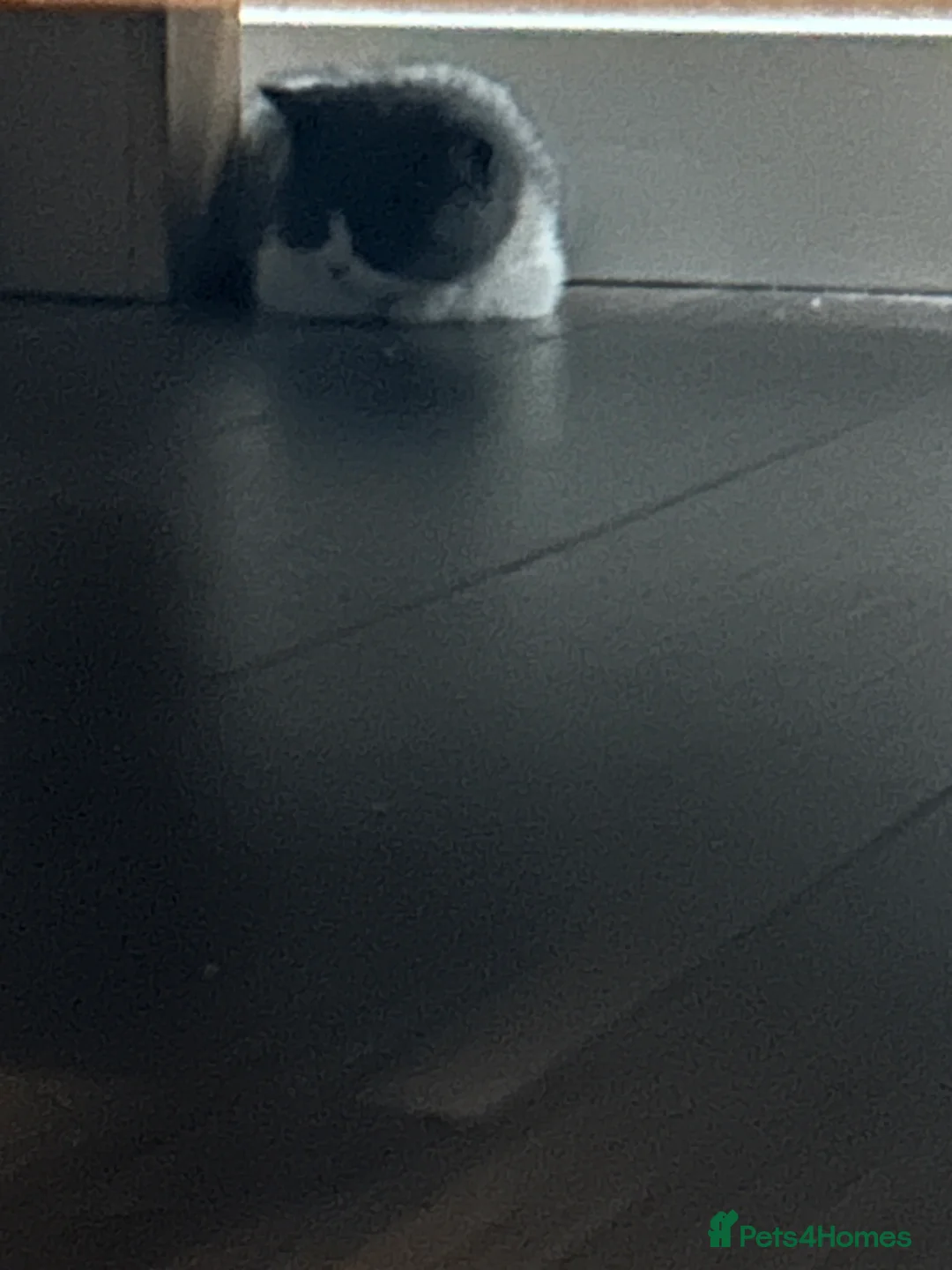 British Shorthair cats for sale: British Shorthair Bi-colour boy - GCCF registered  - Advert 5