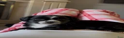 Mixed Breed dogs for sale: Gorgeous girl Cavachon x Shi Tzu puppy - Advert 3