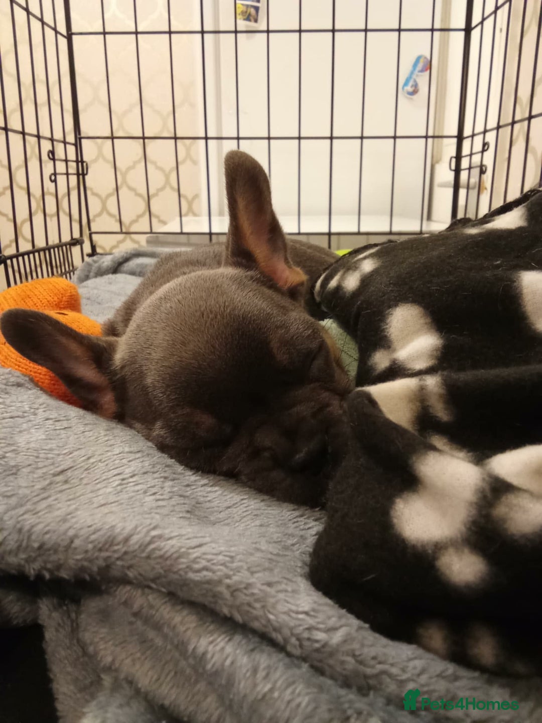 French Bulldog dogs for sale: Full bloodline French bulldog for rehome  - Advert 3