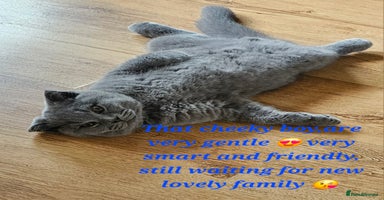 Scottish Fold cats - Advert 13