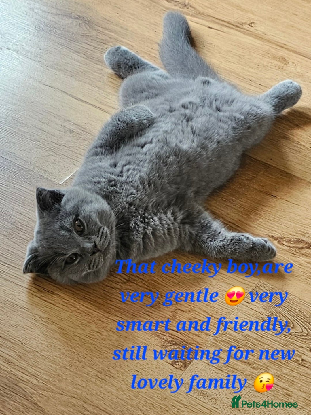 Scottish Fold cats for sale: Only 1 friendly Kitten 😸 left,smart and gentle😸 - Image 3