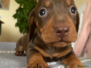 Miniature Dachshund dogs BEAUTIFUL PRA CLEAR & KC REG MINIS - Advert 1