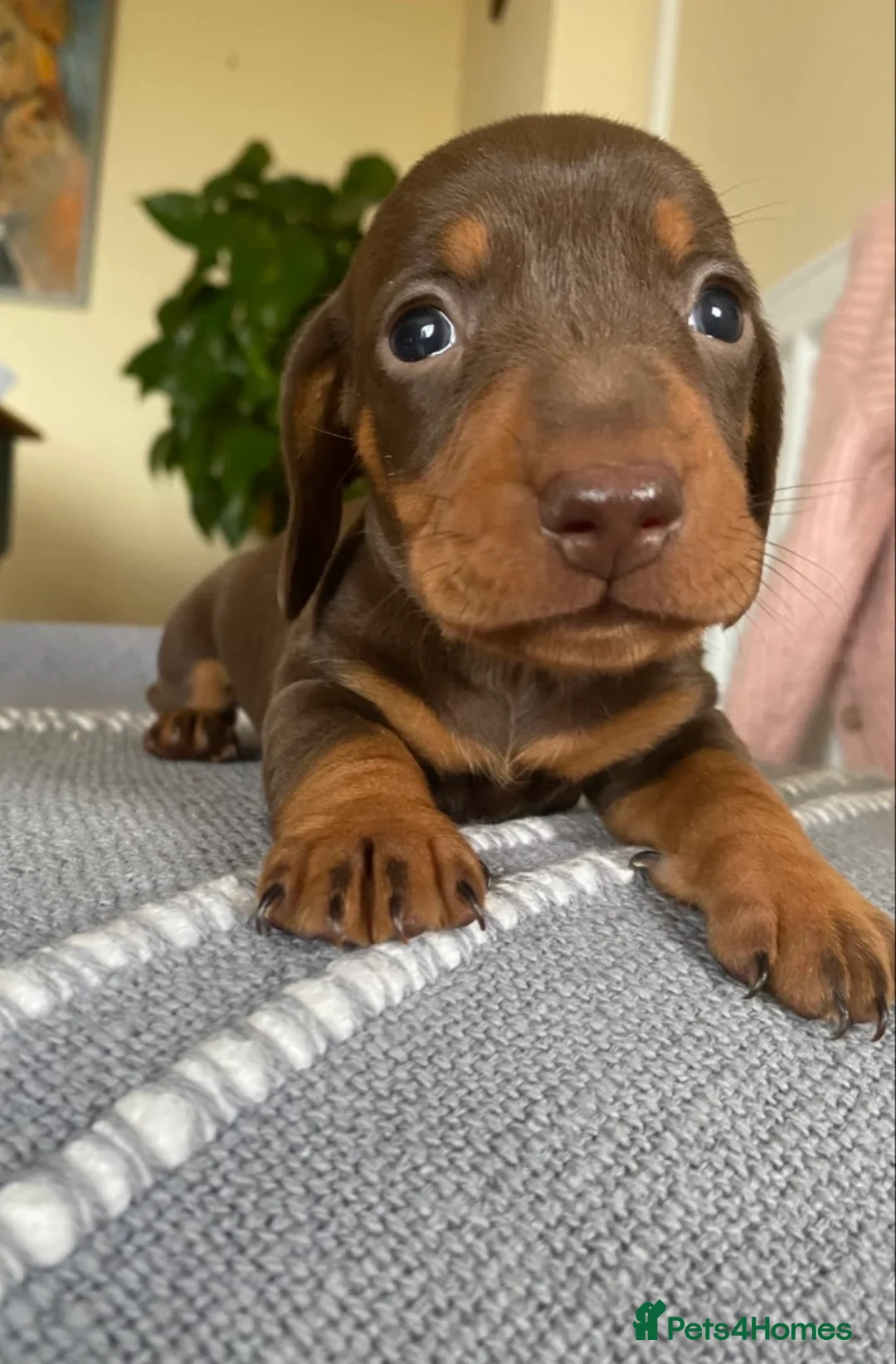 Miniature Dachshund dogs for sale: BEAUTIFUL PRA CLEAR & KC REG MINIS - Advert 18