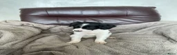 Mixed Breed dogs for sale: Cockerpoo x border collie puppies in Stoke-on-Trent - Advert 3