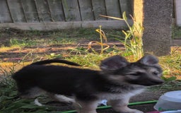 Shepsky dogs for sale: Shepski puppies in Liverpool - Image 29