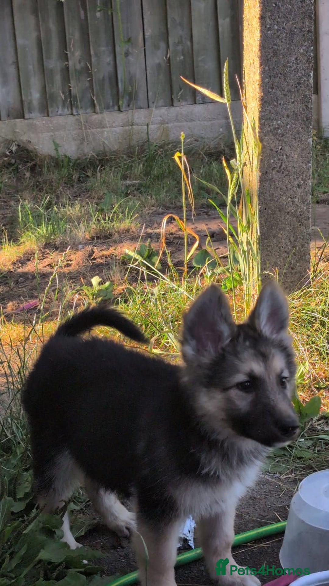 Shepsky dogs for sale: Shepski puppies in Liverpool - Image 29