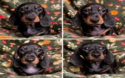 Miniature Dachshund dogs for sale: 4 adorable KC reg boys looking for forever sofas😍 - Image 1