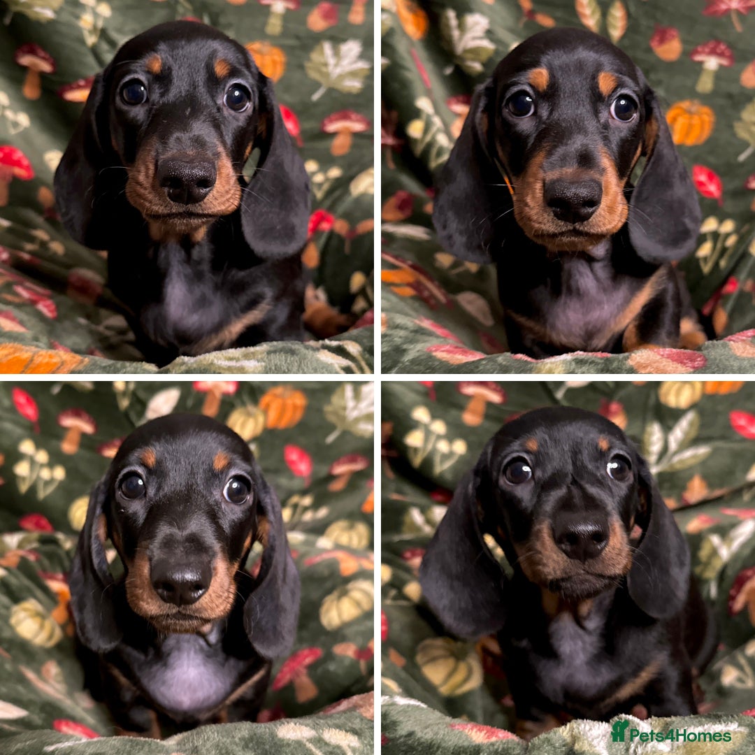 Miniature Dachshund dogs for sale: 4 adorable KC reg boys looking for forever sofas😍 - Image 1
