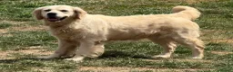 Golden Retriever dogs for sale: 3 Year old female for sale - Advert 6